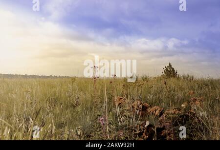 Grass field / veld landscape in Gauteng, South Africa Stock Photo - Alamy