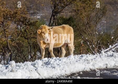 Cow at the mountain with snow in Sanabria, near the lake, Castilla y Leon, Spain Stock Photo
