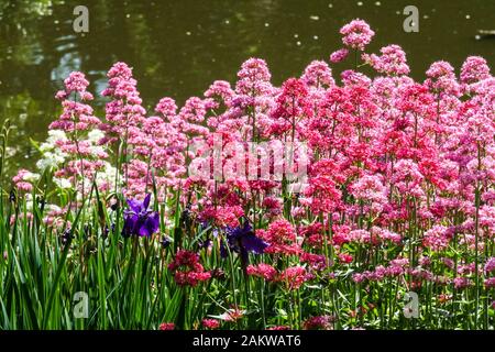 Red valerian Centranthus ruber Growing at Garden pond Pink flowers Mixed Red Centranthus Border Garden Flowers Late Spring Flower bed May Pink Bed Stock Photo