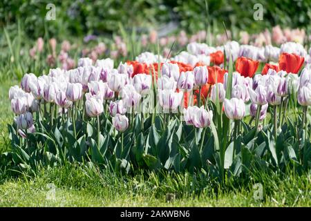 Flowerbed of white and red tulips in the tulip garden Stock Photo