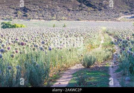 Onion flowers in onion plant field near Barrydale on Route 62 in South Africa Stock Photo