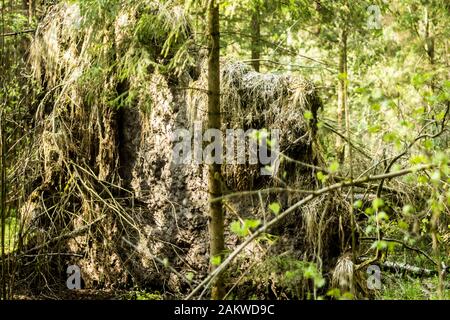 Spring taiga. Felled by the wind spruce. Roots and earth. Good background for a site about forest, nature, park, plants, travel. Stock Photo