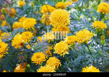 Tagetes erecta, commonly called tagete, a species of the Asteraceae family. Marigold flower (Mexican, Aztec or African marigold) in the garden. Stock Photo