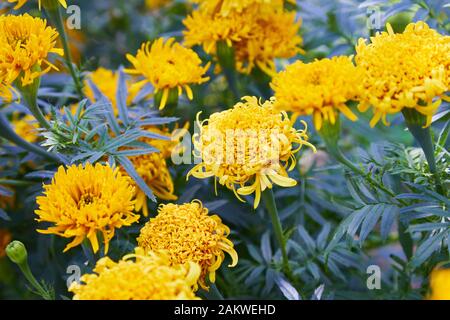 Tagetes erecta, commonly called tagete, a species of the Asteraceae family. Marigold flower (Mexican, Aztec or African marigold) in the garden. Stock Photo