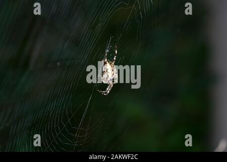 Spiders in the garden in Germany with net and taken as macro in best quality Stock Photo