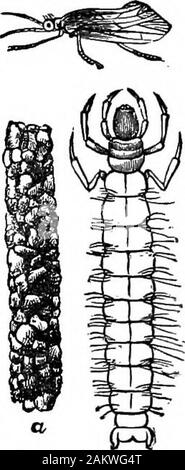 First lesson in zoology : adapted for use in schools . are Oory-dalus, the lace-winged fly {Chry-sopa), and the ant-lion. Theiydung of the lace-winged fly hasgreat sickle-shaped jaws, andfeeds on Aphides. The Scorpion Flies.—These insects rep-resent the order Mecoptera. Their wingsare narrow and long, hence the name ofthe order (Greek, mecos, length). They arenet-veined insects, but differ from theNeuroptera in having larvse like caterpil-lars; while the head of the adult is elongatedand beaked, with minute jaws at the endof the snout. The Caddis Flies.—These constitute theorder Trichoptera (G Stock Photo