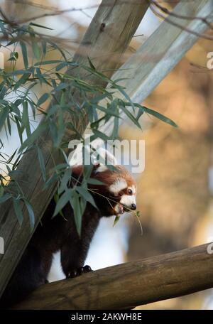 Red panda or Lesser panda, Ailurus fulgens, feeding on bamboo leaves Stock Photo