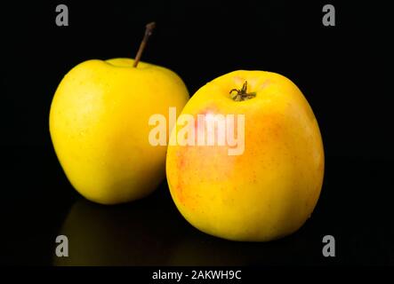 Two golden apples on a black background. Close-up. Stock Photo