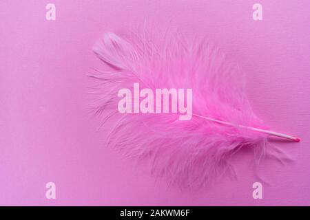 Pink feather isolated on pink background. Copy space. Stock Photo