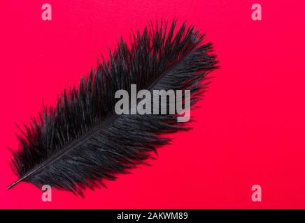 Black ostrich feather isolated on red background. Copy space. Stock Photo
