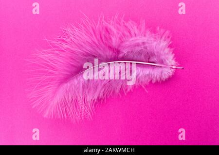 Pink feather isolated on pink background. Copy space. Stock Photo