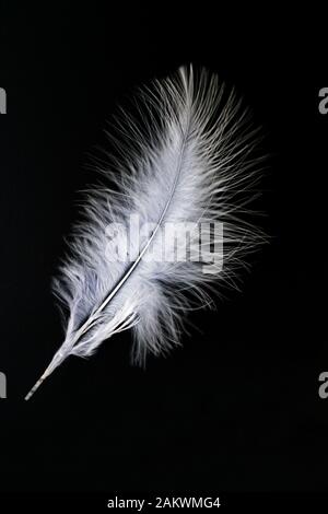 White feather isolated on a black background. Stock Photo