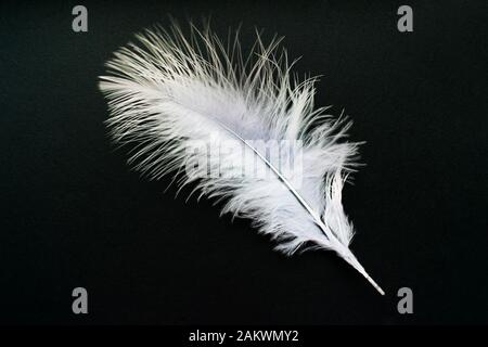 White feather isolated on a black background. Stock Photo