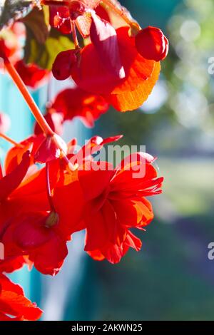 Numerous bright flowers of tuberous begonias (Begonia tuberhybrida) in garden. Stock Photo
