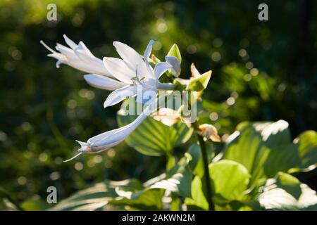 White Hosta plant flowering / Hosta Big daddy plant with flowers growing in the garden Stock Photo