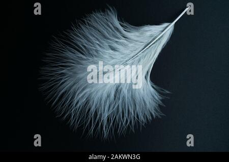 White feather isolated on a black background. Stock Photo