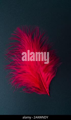 Red feather isolated on a black background. Stock Photo