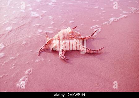 Surreal Pop Art Style Pink Colored Chiragra Spider Conch Shell on Sand Beach with Sea Foam Stock Photo