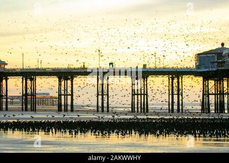Blackpool, Lancashire. UK Weather.  10th Jan, 2020 Colourful sunset as starlings gather on the beach before going to roost in huge numbers under the north pier. These amazing little birds put on a stunning flight display at one of only a handful of their favourite roosting sites throughout the UK. The huge flocks of starlings,   whose numbers are estimated at 60,000 are joined by migratory flocks from the colder continent. Credit: MediaWorld Images/Ģ����ý Live News Stock Photo