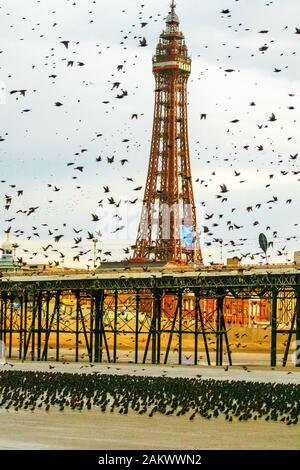 Blackpool,   Lancashire. UK Weather.  10th Jan. 2020 Colourful sunset as starlings gather on the beach before going to roost in huge numbers under the north pier. These amazing little birds put on a stunning flight display at one of only a handful of their favourite roosting sites throughout the UK. The huge flocks of starlings,   whose numbers are estimated at 60,  000 are joined by migratory flocks from the colder continent. Credit: MediaWorld Images/Ģ����ý Live News Stock Photo