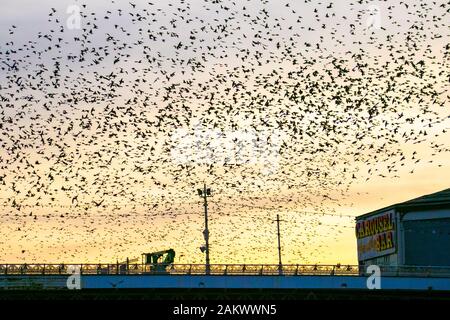 Blackpool,   Lancashire. UK Weather.  10th Jan. 2020 Colourful sunset as starlings gather on the beach before going to roost in huge numbers under the north pier. These amazing little birds put on a stunning flight display at one of only a handful of their favourite roosting sites throughout the UK. The huge flocks of starlings,   whose numbers are estimated at 60,  000 are joined by migratory flocks from the colder continent. Credit: MediaWorld Images/Ģ����ý Live News Stock Photo