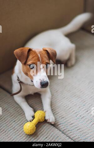 Purebred Jack Russell Terrier dog lying at home on the couch with toy. Happy dog is resting in living room. Dog is waiting for his owner. Concept of Stock Photo