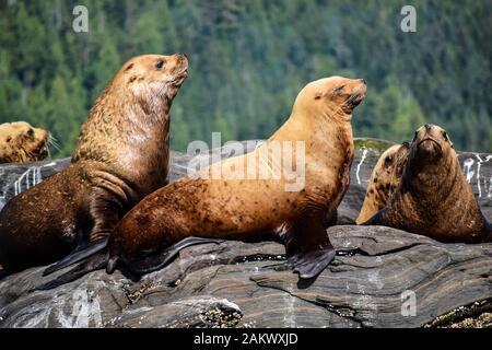 Sea lions relaxing on some rocks in Alaska Stock Photo