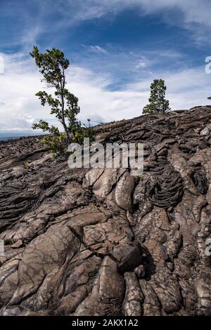 landscape view on Hawaii across a cold lava field with a lone tree growing in it Big Island Hawaii USA Stock Photo