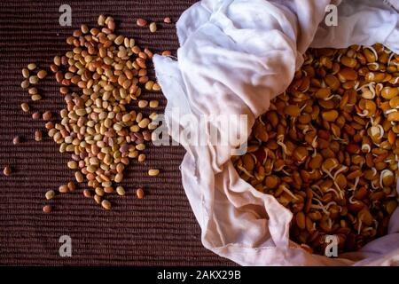 View of raw horse gram and the sprouted horse gram in a bowl. Also known as Macrotyloma uniflorum. Stock Photo
