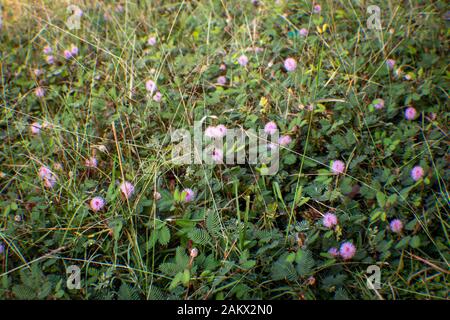 Mimosa pudica flower from Masinagudi, Mudumalai National Park, Tamil Nadu - Karnataka State border, India. Touch me not flowering plant. Stock Photo