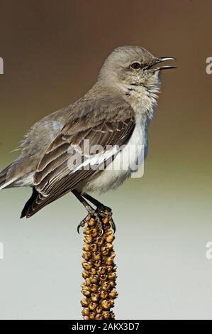 Northern mockingbird singing Stock Photo - Alamy
