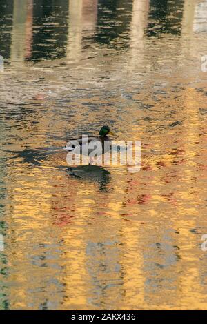 Drake mallard standing on frozen canal, brightly coloured buildings of Nyhavn reflecting of the icy canal surface on a sunny winter day in Kobenhavn. Stock Photo