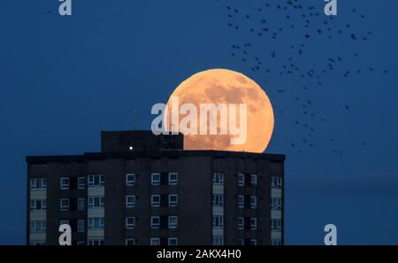 Portsmouth, Hampshire, UK. 10th January 2019. Full wolf moon rising over portsmouth during a starling murmuration. Credit Stuart Martin/Alamy Live News Stock Photo
