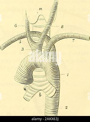 Traité d'anatomie topographique avec applications a la chirurgie . Fig. 137. — Artère carotide gauche, née dun tronc brachio-céplialique du mêmecôté. Fig. 138. — Tronc commun carotidien, suivi de la sous-clavière gauche et de la sous-clavière droite devenue récurrente. ANOMALIES ARTERIELLES. 429 Stock Photo