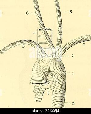 Traité d'anatomie topographique avec applications a la chirurgie . Fig. 13o. — Les quatre gros vaisseaux, carotides et sous-clavières, nés séparémeal e(avec symétrie de la crosse de laorte. Fig. 136. — Tronc commun des deux carotides, né de la crosse de laorle entre lesdeux sous-clavières.. Stock Photo