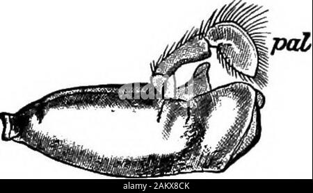 First lesson in zoology : adapted for use in schools . Fio. 81. 80 FIRST LESSONS IN ZOOLOGY.. Fio. 82.—Mandible of the lobster.pal, palpus. (Natural size.) Stock Photo