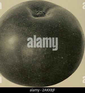 [Fruit culture] . Fig. 25 44 § 3 VARIETIES OF APPLES 45 and command a good price, largely on account of their color andquality. Often they are sold as Spys by unscrupulous dealers. 57. Arkansas.—The Arkansas, known also as the Mam-moth Black Twig, another apple of the Winesap class, is distinctfrom the Arkansas Black. The tree is rather large and vigorous,but is inclined to be a shy bearer. The fruit is from mediiimto large in size, and roundish and often slightly oblate in form.The color is greenish or yellowish overlaid with a dull, deep red,often obscurely striped with darker red. Fig. 25 s Stock Photo