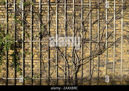 A tree growing against a red brick wall Stock Photo