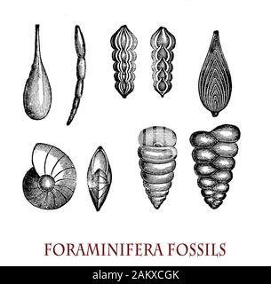 Shell fossils in Jurassic rocks, Skinningrove North Yorkshire Stock ...