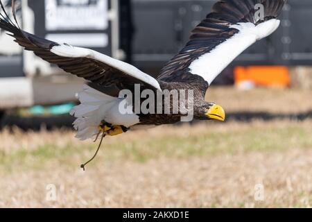 Close up of a Stellers sea (haliaeetus pelagicus) eagle flying low to the ground  in a falconry demonstration. Stock Photo