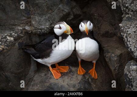 Puffins in the High Arctic Stock Photo