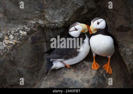 Puffins in the High Arctic Stock Photo