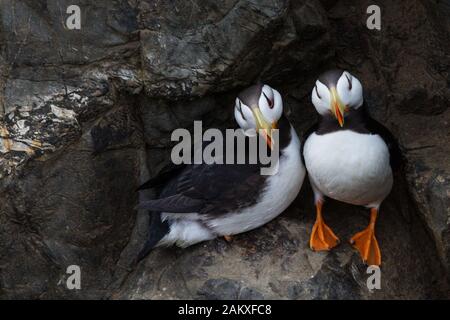 Puffins in the High Arctic Stock Photo