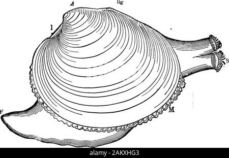 First lesson in zoology : adapted for use in schools . hich also dig them out of their holes, or snapthem up if found away from home, and various other ene-mies, some of which live in their shells, or at least aretroublesome boarders, the clam of late years, at least, hashad a hard time of it. One of these boarders which may be a great nuisance isthe clam-worm, which is sometimes found within the shell.But the most deadly foes of the clam are certain snails,like the oyster-drill (Fig. 61), which bores holes throughthe shell, and kills the animal, feeding on its flesh. 62 FIBST LESSOlfS IN ZOOL Stock Photo