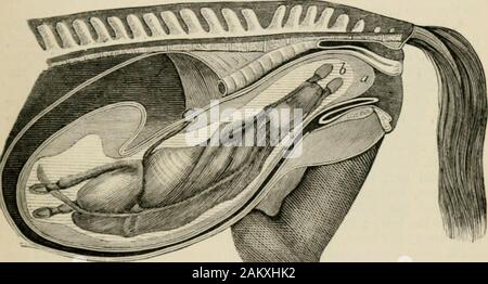 A text-book of veterinary obstetrics : including the diseases and accidents incidental to pregnancy, parturition and early age in the domesticated animals . nd the shape and dimen-sions of the pelvic cavity itself. The first has been designated the presentation, and the second theposition of the foetus ; and the inlet, instead of the outlet, of the pelvis PRESENTATIOXS OF THE FCETUS. 241 is considored in this respect, because it is the most important in practice,unil the position may be altered either spontaneously or artificiallyiluring labour; indeed, this alteration has often to be effected Stock Photo