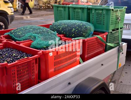 Crates of ripe olives after harvest brought to olive oil mill on trailer for pressing to olive oil from small local farm Stock Photo