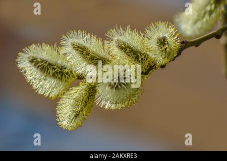 Blooming fluffy willow twig in early spring. Palm Sunday. Stock Photo