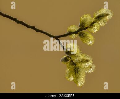 Blooming fluffy willow twig in early spring. Palm Sunday. Stock Photo