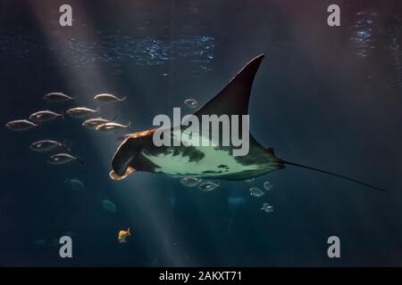 Low angle shot of a giant ray swimming with a shoal of small fishes in the Ocean Voyager salted water tank, Georgia aquarium, Atlanta, Georgia, USA Stock Photo