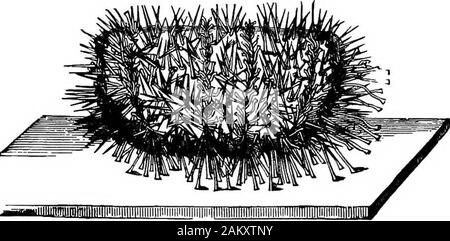 First lesson in zoology : adapted for use in schools . FiQ. &1.—Echmarachnius, common Sand-cake. (Natural size.) to fifty or more fathoms. It eats sea-weeds, and is also ascavenger, feeding on dead fish, etc. The shell consists of five double rows of limestone piecescalled anibulacral plates, which are perforated for the exitof the suckers or feet, which are like those of star-fish.There are also fiv^ double rows of inUramiulacral plates, 50 FIB8T LESSONS IN ZOOLOGY. to which the spines are attached. The sand-cake urchin(Pig. 51) is very flat, with minute spines. On placing an Echinus in sea-w Stock Photo